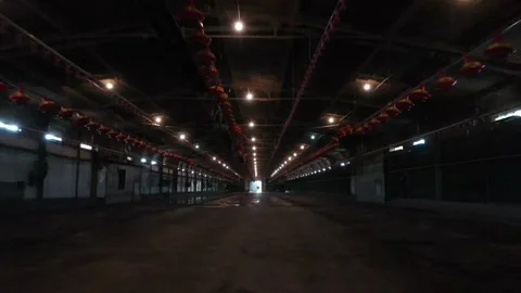 Flight in an empty coop Stock Footage 164970864