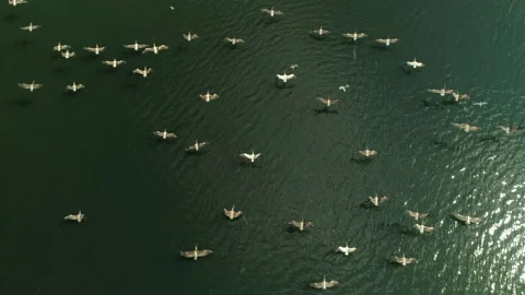 Flight epic large flock of pelicans birds flying over lake natural environment Stock-Footage 155842258