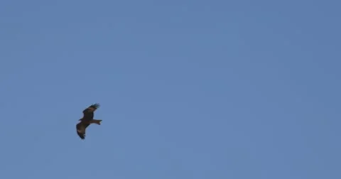 The flight  Falcon on a background of mountains. Stock Footage 62851964