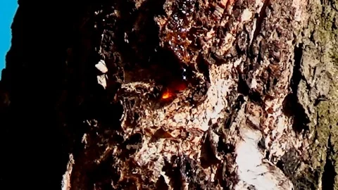 Flight of a falling drop from a birch trunk in a spring park Stock Footage 75203069