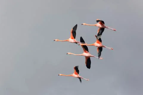 Flight of famingos Stock Photos