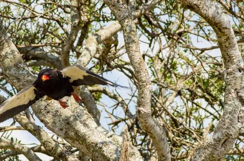 Flight of a Fascist Eagle sitting on a tree Stock Photos