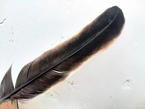 A flight feather  Stock Photos