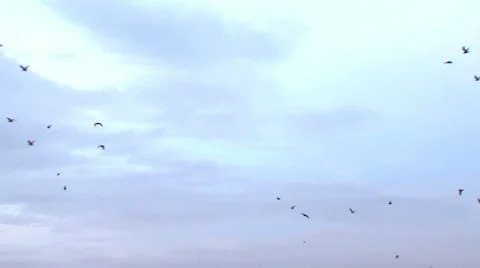 Flight of a flock of birds Stock Footage 954802