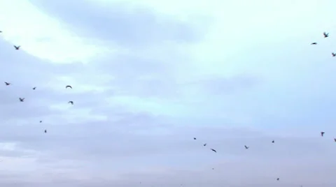 Flight of a flock of birds Stock Footage 1460281