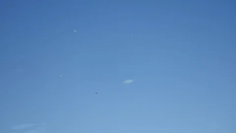 Flight of a flock of birds. A large flock of birds flying in the sky Stock Footage 85174819