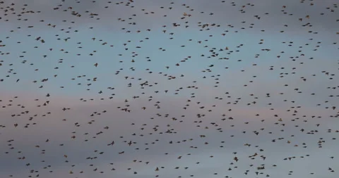 Flight of a flock of birds a moment before sunset, 4K slomo Stock Footage 240570677
