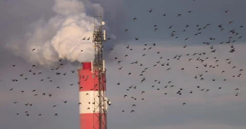 The flight of a flock of birds next to the chimney, 4K slomo Stock Footage 240560459