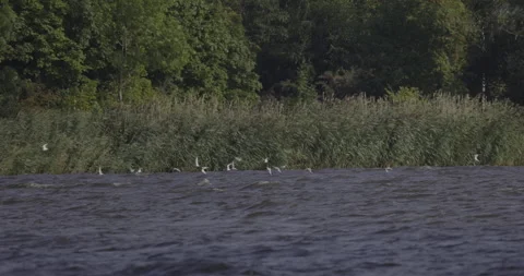 The flight of a flock of birds over the water surface, 4K slomo Stock Footage 251718315