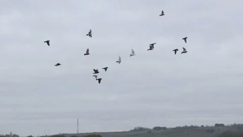 Flight of a flock of doves against a cloudy sky Stock Footage 143030635