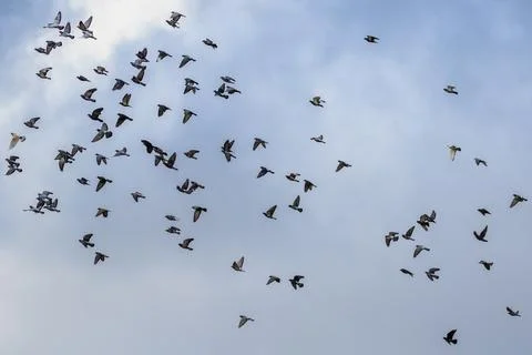 Flight of a flock of doves on a background of a cloudy sky Stock Photos