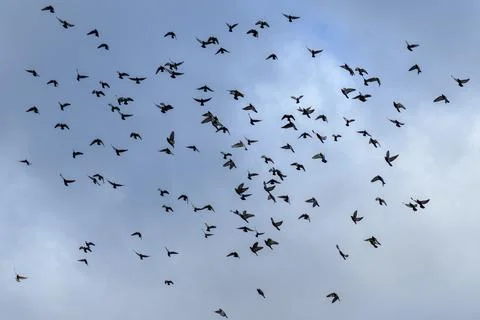 Flight of a flock of doves on a background of a cloudy sky Stock Photos