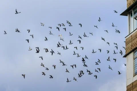 Flight of a flock of doves on a background of a cloudy sky Stock Photos