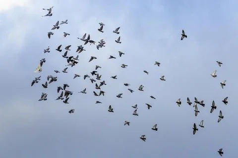 Flight of a flock of doves on a background of a cloudy sky Stock Photos