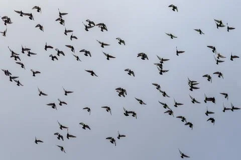 Flight of a flock of doves on a background of a cloudy sky Stock Photos
