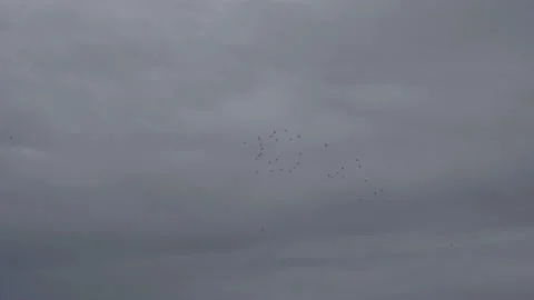 Flight Flocks of Birds Video stock 237877715
