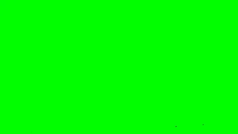 Flight of flocks of black birds in one direction on a green screen isolated pure Stock Footage 105658651