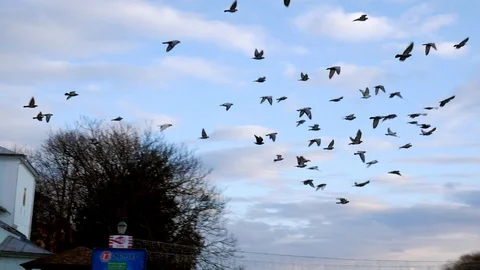 Flight of flocks of pigeons in the sky over the old city Stock Footage 121975256