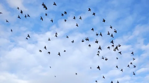 Flight of flocks of pigeons in the sky over the old city Stock Footage 121975258