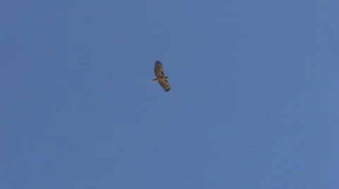 Flight-A Stock Footage 756500