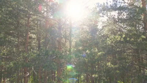 Flight in the forest from bottom to top of the trees to mountains and sun Видео 156252689