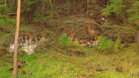 Flight in the forest. Fall. Stock Footage 139856522