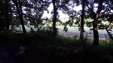 Flight to the forest. Flight among the trees. Stock Footage 80891014