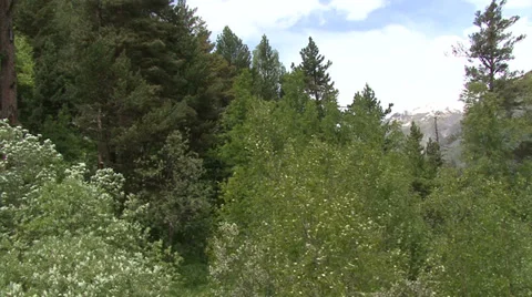 Flight in the forest Video stock 39534773