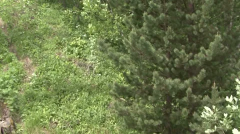 Flight in the forest Stock Footage 39535172