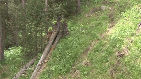 Flight in the forest Stock Footage 39535656