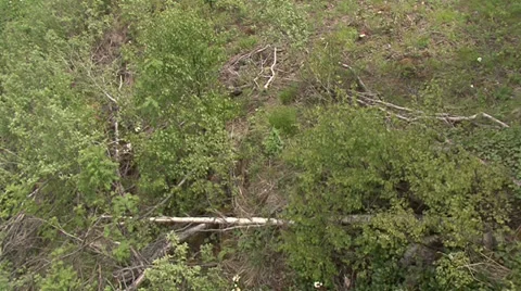 Flight on forest Stock Footage 39611870