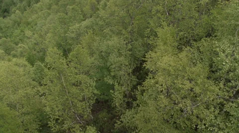 Flight on forest Video stock 39612942