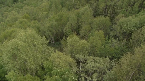 Flight on forest Stock Footage 39613232