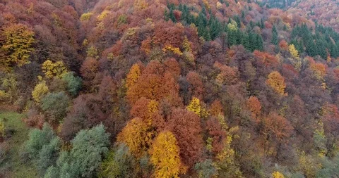 Flight by the forest Stock Footage 97739016