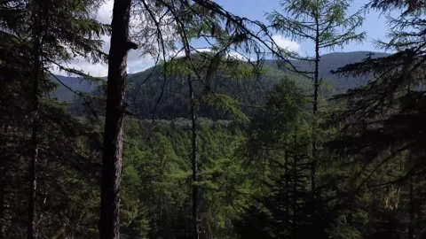 Flight in the forest Video stock 166091376