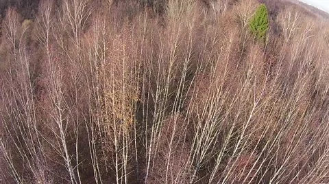 Flight of the forest, look down Stock Footage 45979263