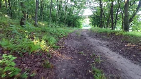 Flight to the forest. Smooth and beautiful movement in the forest. Stock Footage 80891051
