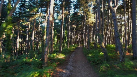 Flight in the forest on top of the hill. Stock Footage 168913354
