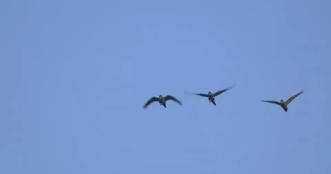 A flight formation of three green parrots in the blue sky above the Stock Footage 238914172