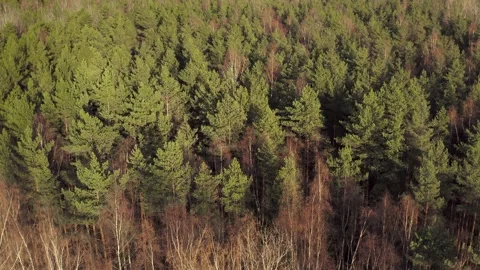 Flight forward over deep evergreen forest Stock Footage 153026250