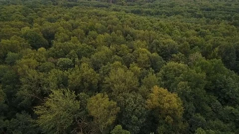 Flight forward over green deciduous forest Stock Footage 80291592