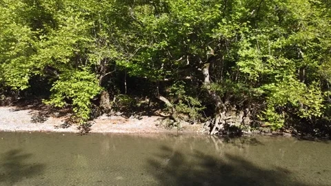 Flight forward through to woods Stock Footage 195178287