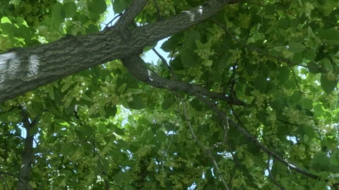 Flight forward within blooming Lime tree also known as Linden or Basswood tree Stock Footage 319817523