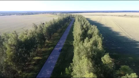 Flight on a fpv drone in a birch grove growing around Stock Footage 208654229