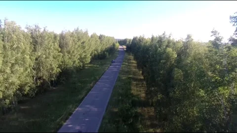 Flight on a fpv drone in a birch grove growing around Stock Footage 208654230