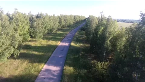Flight on a fpv drone in a birch grove growing around Stock Footage 208654282