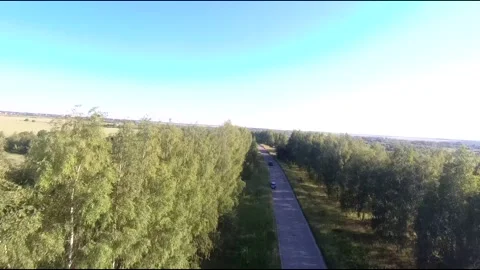 Flight on a fpv drone in a birch grove growing around Stock Footage 208654358