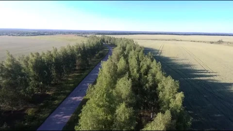 Flight on a fpv drone in a birch grove growing around Stock Footage 208654359