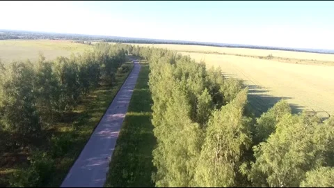 Flight on a fpv drone in a birch grove growing around Stock Footage 208654362