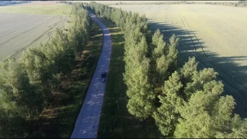 Flight on a fpv drone in a birch grove growing around Stock Footage 208654532